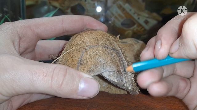 Укрытие из кокоса для рептилий! Как сделать укрытие из кокоса? смотреть онлайн