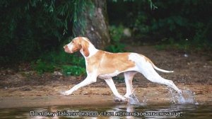 Итальянский бракк (порода собак): описание