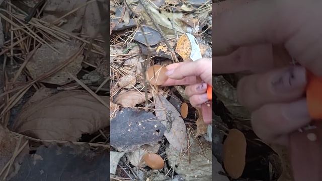 галерина окаймленная. яд!!!!! смотреть онлайн