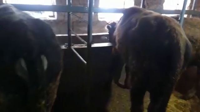 быки во время обед корм только цена смотреть онлайн