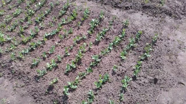 Окучивание картофеля с помощью коня смотреть онлайн