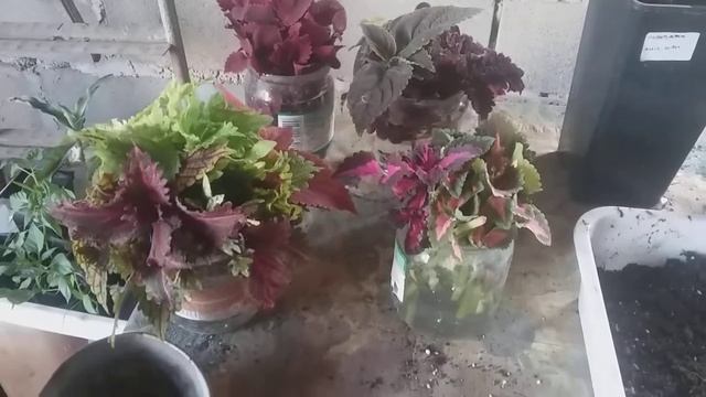 11 сентября 2021 г. Перевалка Мандарин Клементин и Мандарин Кин кан смотреть онлайн