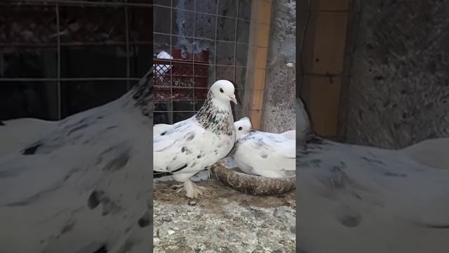 Голуби Армении ленинаканцы мраморной масти #бойные #Голуби #Армении #ленинакацы смотреть онлайн