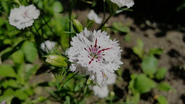 Сад в белом – самые красивые цветы и декоративные растения смотреть онлайн