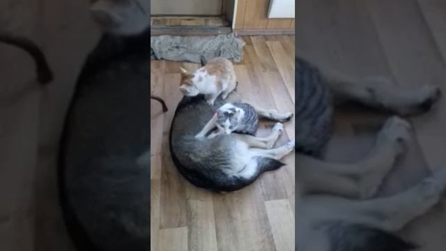 Кот и кошка делают массаж собаке смотреть онлайн