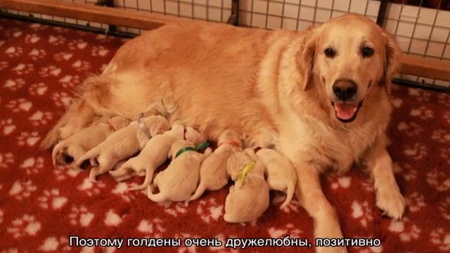 Ретривер и лабрадор: в чем разница, отличия пород смотреть онлайн