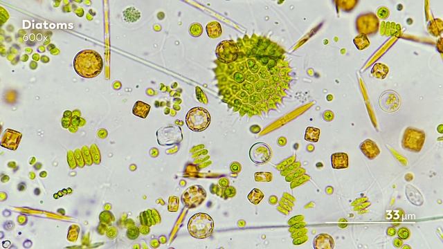 Copepods: The Diatom-Devouring King Of Plankton