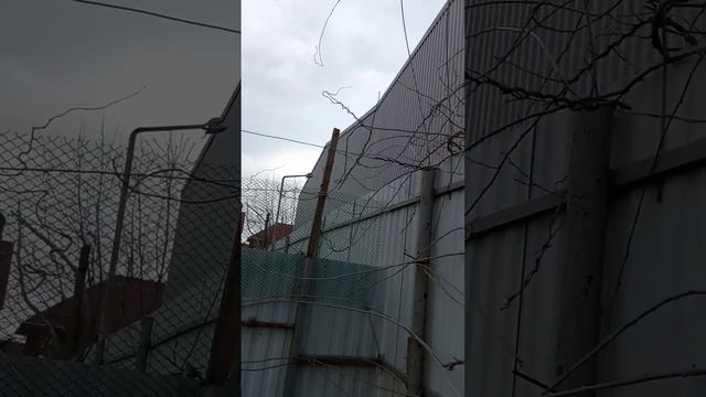 Актинидия. Миникиви. Продажа черенков. смотреть онлайн