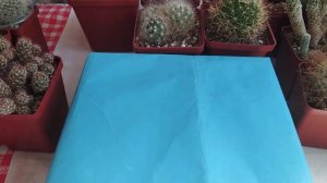 Кактусы. О Маммилляриях в моей коллекции ненаучно,а популярно.