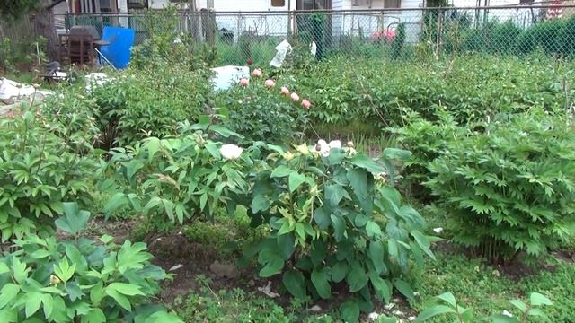 Peony Garden 4-30-2017 смотреть онлайн