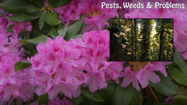 How to Kill English Ivy смотреть онлайн