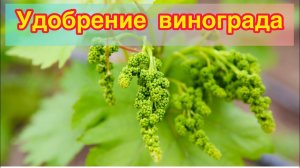 Моя подкормка винограда.