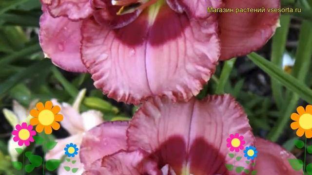 Лилейник гибридный Черри Валентайн. Краткий обзор, описание hemerocallis hybrida Cherry Valentine смотреть онлайн