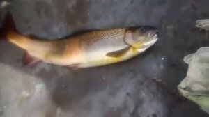 Рыбалка в Листвянке на хариуса.