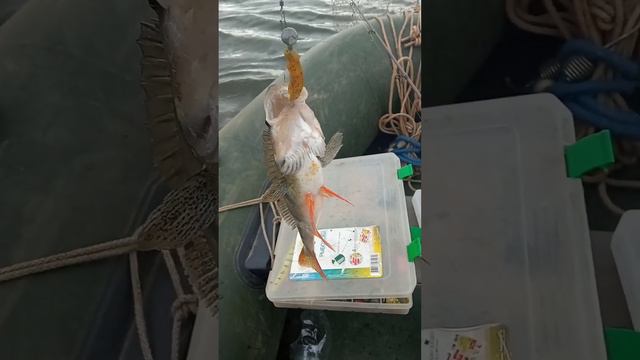 Вот как я открыл осенний сезон. Первая рыбалка осенью. Всё с одной ямки смотреть онлайн
