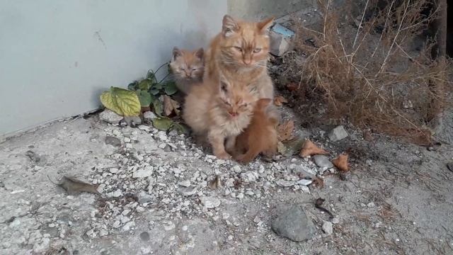 Котик потерялся в городе - отыскала маму кошку смотреть онлайн