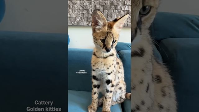 Сервал и саванна ф1 #cats #cat #animal #kitten #serval #саванна#саванна #саваннакошка смотреть онлайн