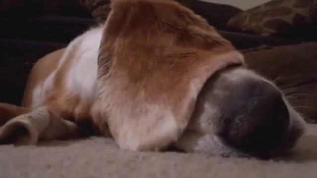 Веселые собачки Бассет-хаунд. TOP Funniest Basset Hound