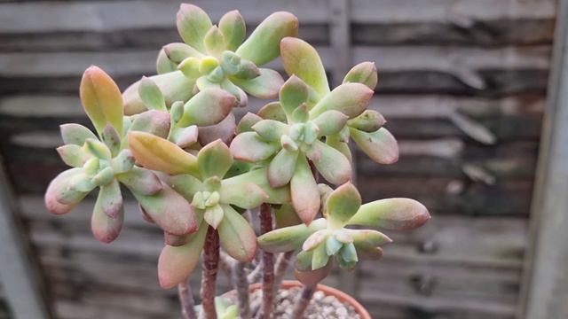Echeveria Minibelle variegated смотреть онлайн