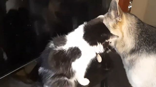 Собака достает кота. Сначала кусает, потом тащит игрушку смотреть онлайн