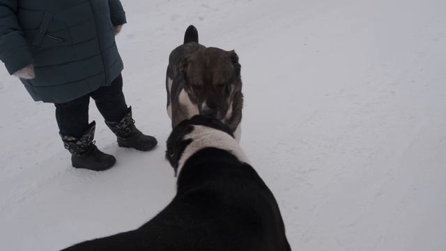 Вот почему именно АЛАБАЙ! Алабай - это СИЛА!