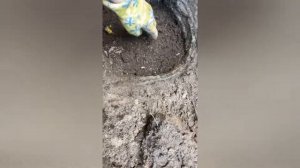 Посадка винограда кишмиш N 342