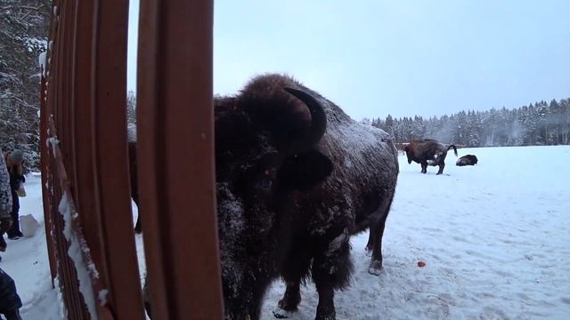 Зубрятник в Токсово || Токсовский зубровник || Зубры-Бизоны смотреть онлайн