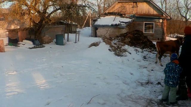 Зимняя прогулка с коровками. Джерси и Латвийская голубая веселятся! смотреть онлайн