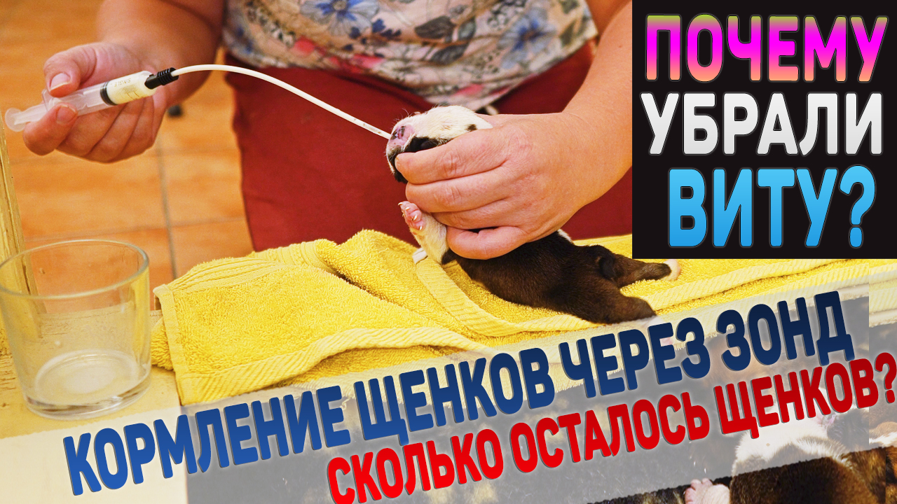 Как щенки будут расти без мамы? Зачем кормим щенков через зонд? смотреть онлайн