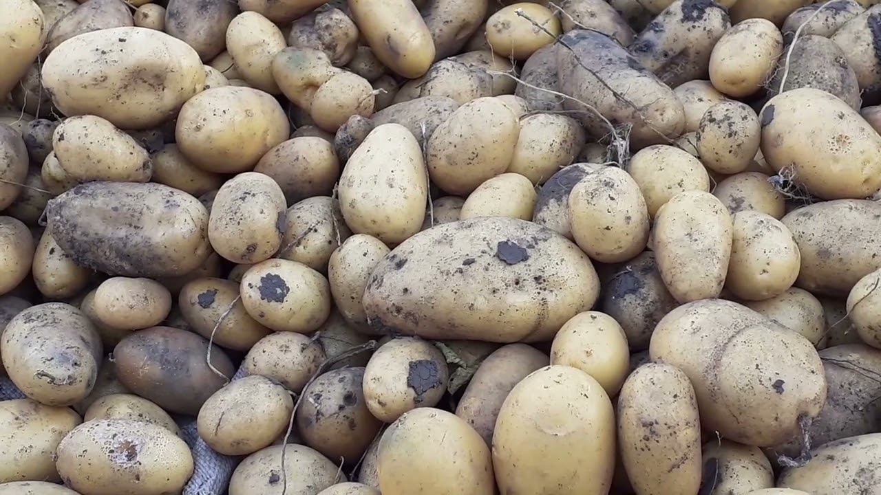 выкопал очередной сорт картошки... смотреть онлайн