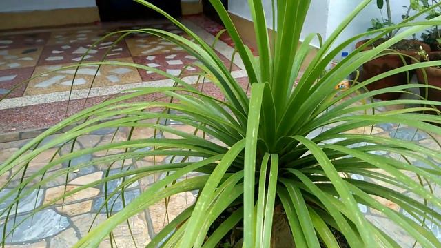 Nolina plant/pony tail /elephant foot 😊Beautiful Zindagi 😊 смотреть онлайн