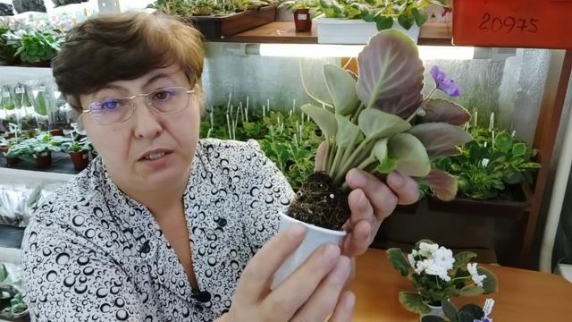 Корневая система у деток  Как помочь корням развиться