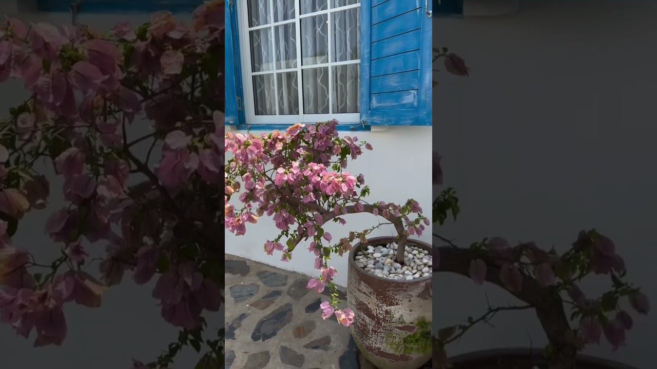 This is Pattaya! смотреть онлайн