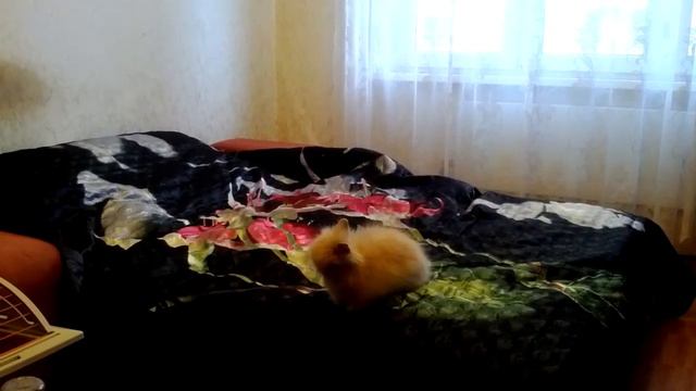 Шило в попе как оно есть смотреть онлайн