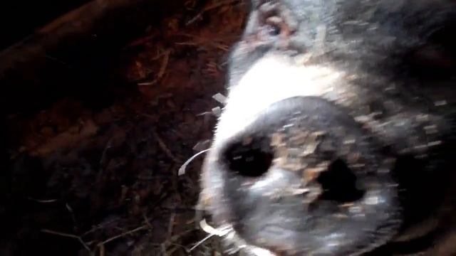 Загоны для поросят в свинарнике//Расселение поросят// Обустройство свинарника смотреть онлайн