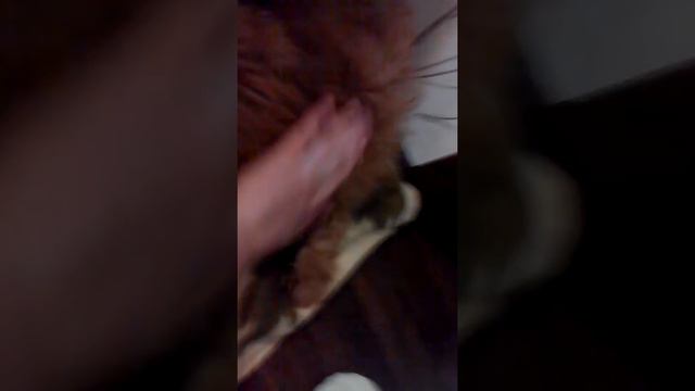 Нам купили собаку:::::::::)))))))))) смотреть онлайн