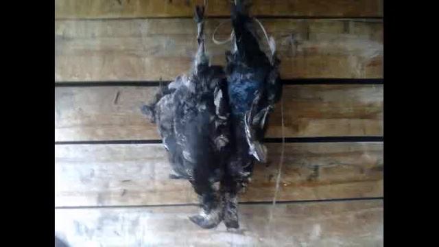 охота в меньшиково смотреть онлайн