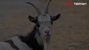 Туш табири - Тушда Эчки куриш