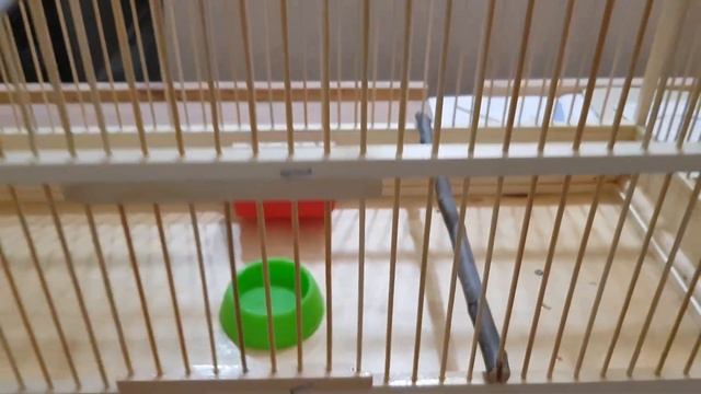 Спас маленького птенчика щегла.Новая хорошая клетка для канареек ! смотреть онлайн