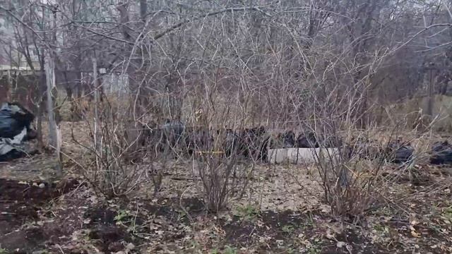 Купил сад в СНТ - с чего начать? УБОРКА ТЕРРИТОРИИ - что почём? #сад #дача #огород смотреть онлайн