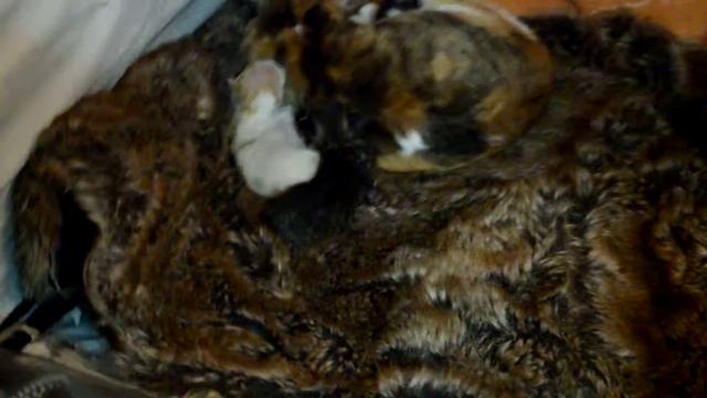 7 день со дня рождения котят породы Девон-рекс .7 days from the date of birth of kittens Devon Rex смотреть онлайн
