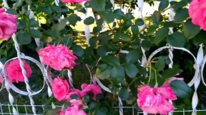 Роза "Лавиния". Лето 2021.