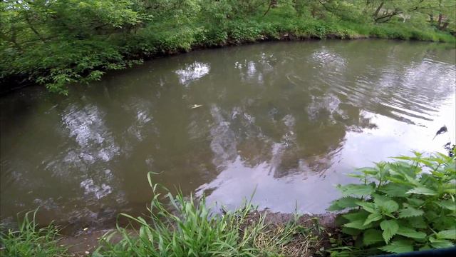 FishyCat Tigercub 205F-Рельса для ваших шпал!