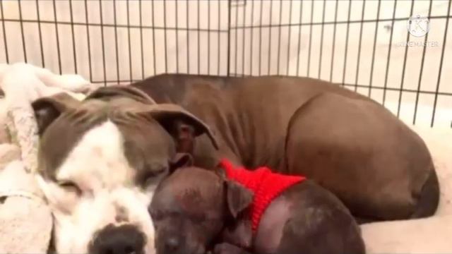 Потеряв 9 щенков, питбуль нянчила носочки, пока не раздался неожиданный звонок, изменивший всё смотреть онлайн