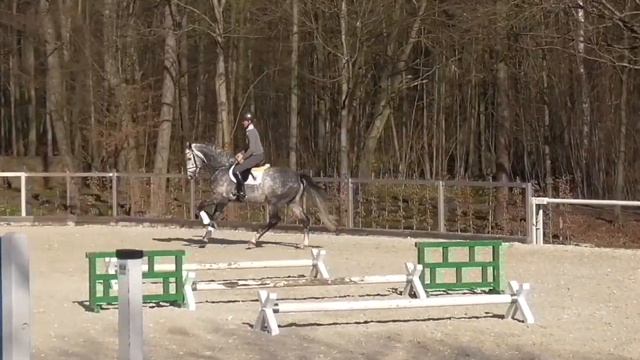 HICKSTEAD JUNIOR v. Hickstead White - Chico's Boy im Training смотреть онлайн