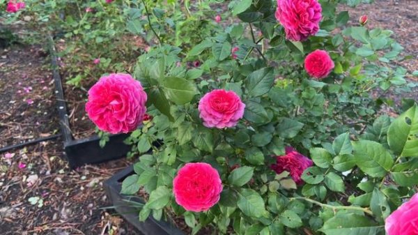 🌹 David Austin's Gabriel Oak Rose // 3rd Year // (AUSCOUSIN)