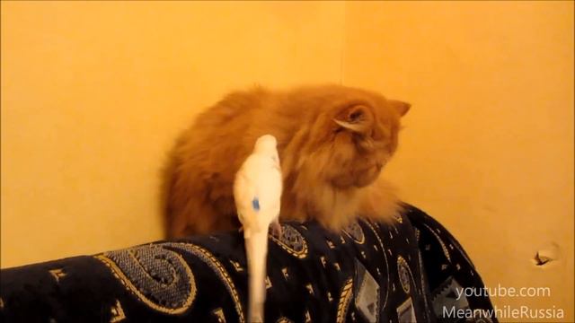 Parrot Relentlessly Annoying Cat смотреть онлайн