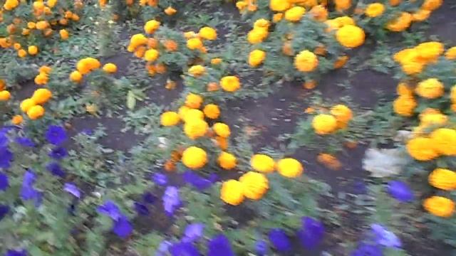 Семпоальшучитль и аккумулятор тяжёлых металлов:)