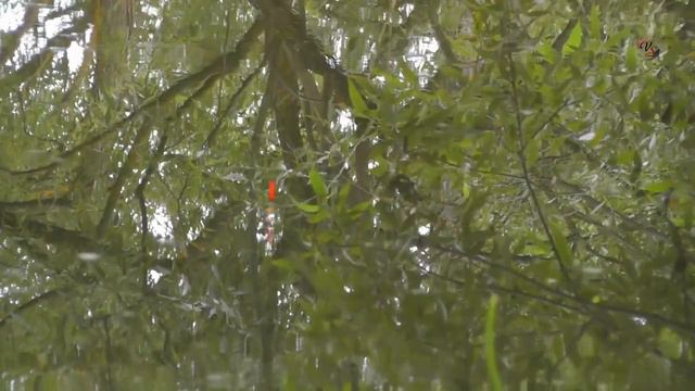 Рыбалка, ПОКЛЁВКИ на поплавочную удочку на речке. Fishing Angeln Câu Cá Memancing Wędkarstwo 钓鱼