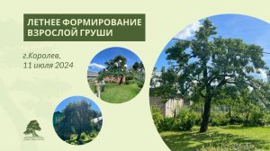 Летняя обрезка груши